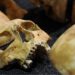 _63550860_skull