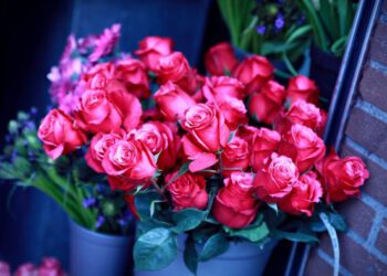 guller-masaustu-resmi-415-I1