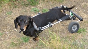 _64225806_jaspercart2