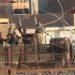 Free Syrian Army