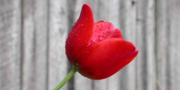 Masal Yıldızı - Ahmed Necip YILDIRIM - Şiir