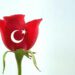 Şah Damarımız Kesildi - Ahmed Necip YILDIRIM - Şiir